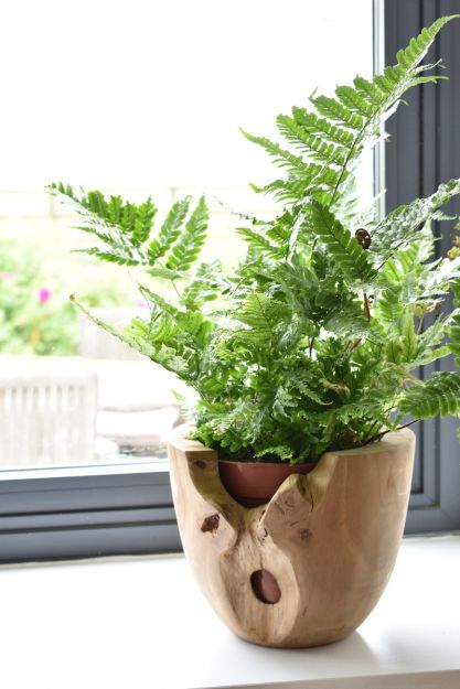 Teak Root Pot - Small